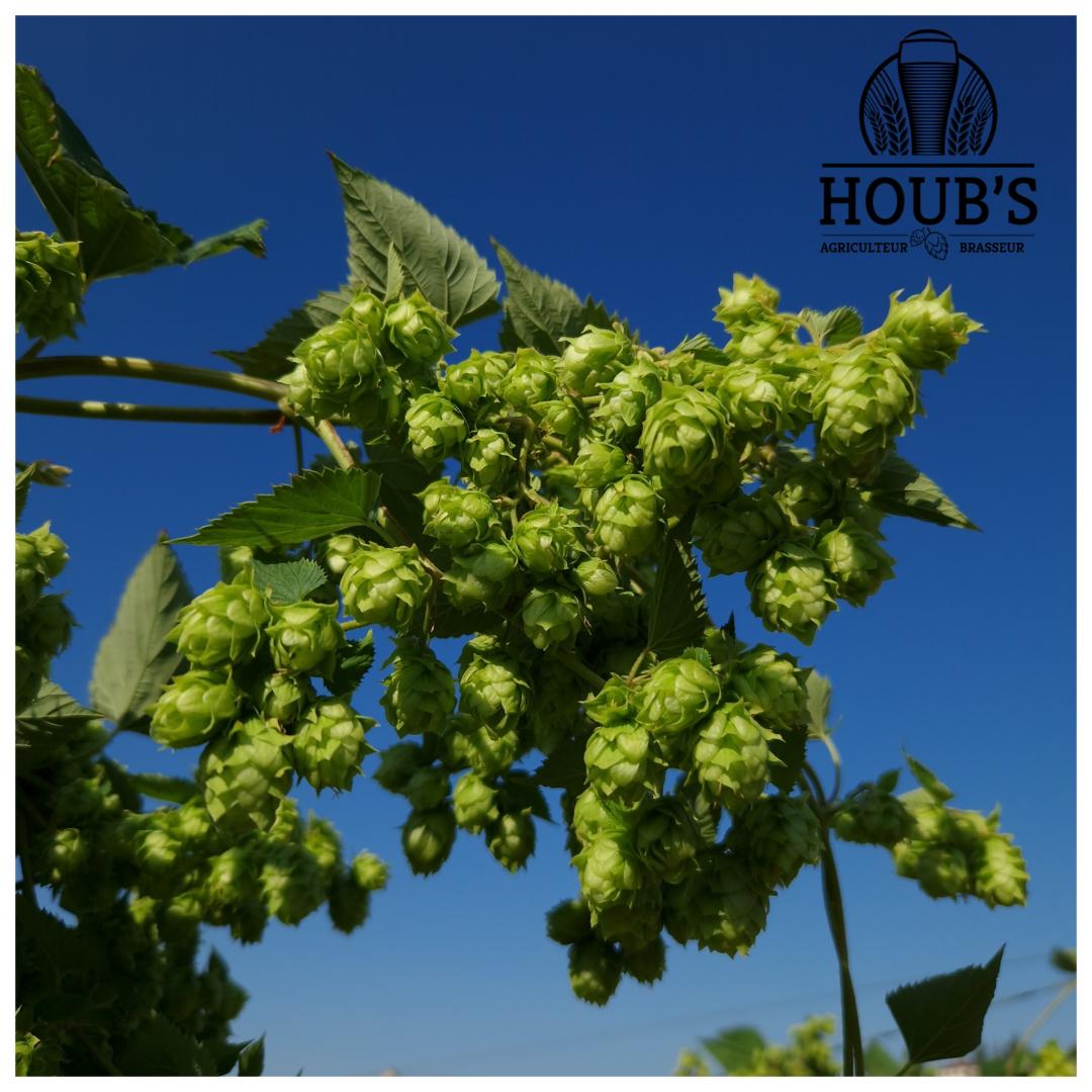 Achat houblon frais, Nouvelle Aquitaine